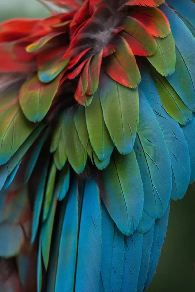 Фон крилатий зелений ара — стокове фото