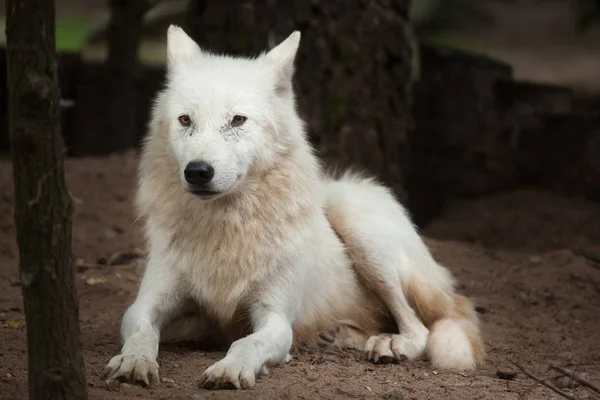 Arktinen susi (Canis lupus arctos ) — kuvapankkivalokuva