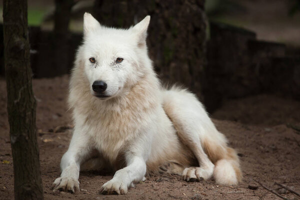 Arctic wolf (Canis lupus arctos), also known as the Melville Island wolf.