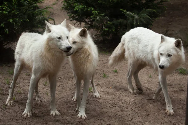 Melville Island wolves — Stock Photo, Image