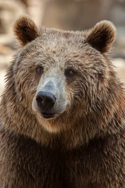 欧亚棕色的熊 — 图库照片