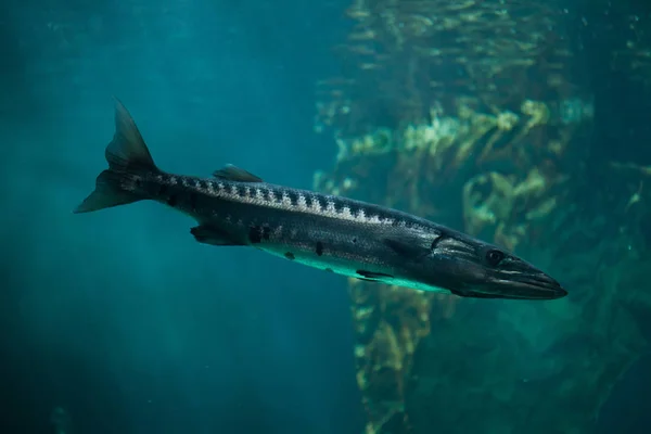 Grande barracuda (Sphyraena barracuda ) — Fotografia de Stock