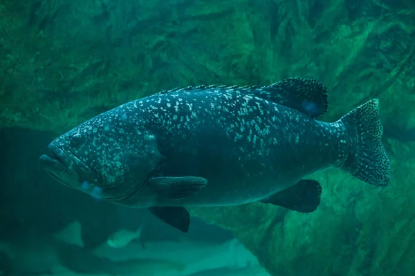 Gigantische gestreepte grouper — Stockfoto