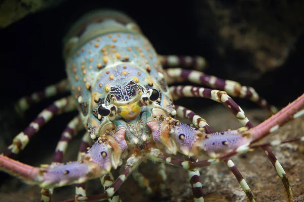 Caribbean spiny lobster — Stock Photo, Image