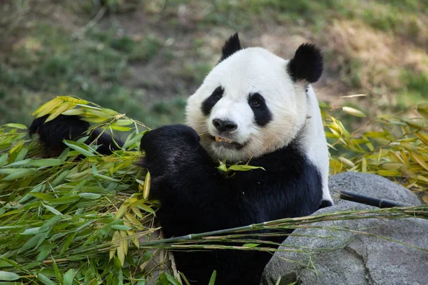 Panda gigante comendo bambu. — Fotografia de Stock