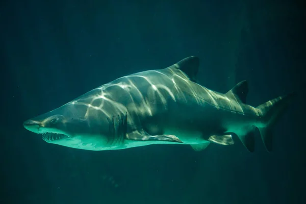 Tubarão tigre de areia (Carcharias taurus ) — Fotografia de Stock