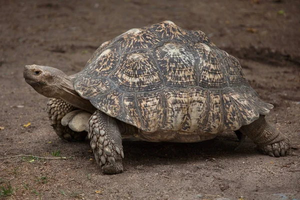 Tartaruga leopardata (Stigmochelys pardalis ) — Foto Stock