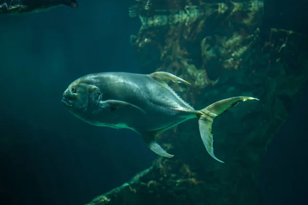 Bigeye gran trevally —  Fotos de Stock