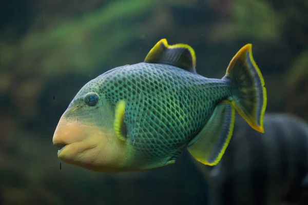 Yellowmargin 해양 triggerfish — 스톡 사진