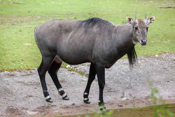 Nilgai (Boselaphus tragocamelus) ) — Foto de Stock