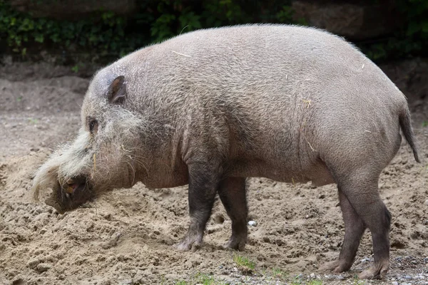 Porco barbudo borneano — Fotografia de Stock