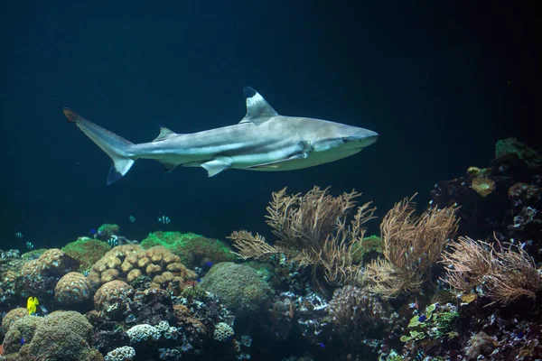 Blacktip reef shark — Stock Photo, Image