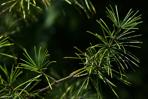 Japanska umbrella pine — Stockfoto