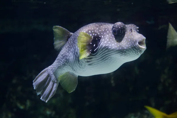 White-spotted marine puffer — Stock Photo, Image