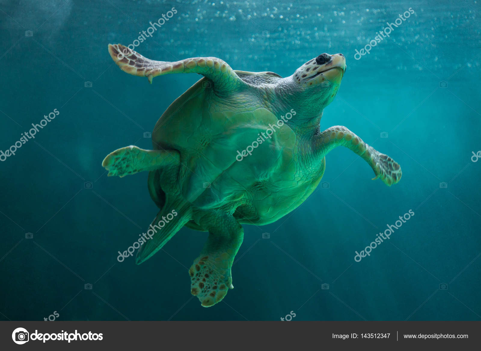 Loggerhead sea turtle — Stock Photo © wrangel 143512347