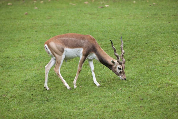 Picture of black buck