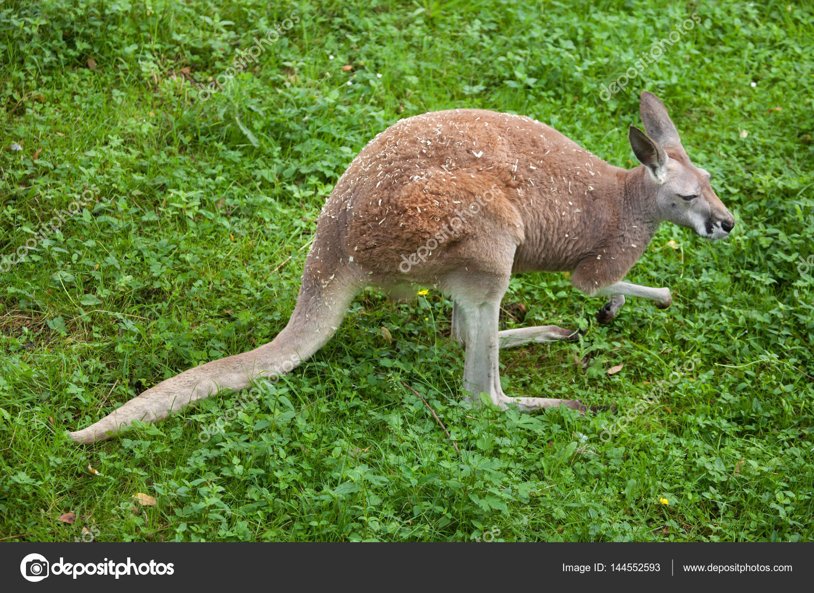 Funny Red kangaroo — Stock Photo © wrangel #144552593
