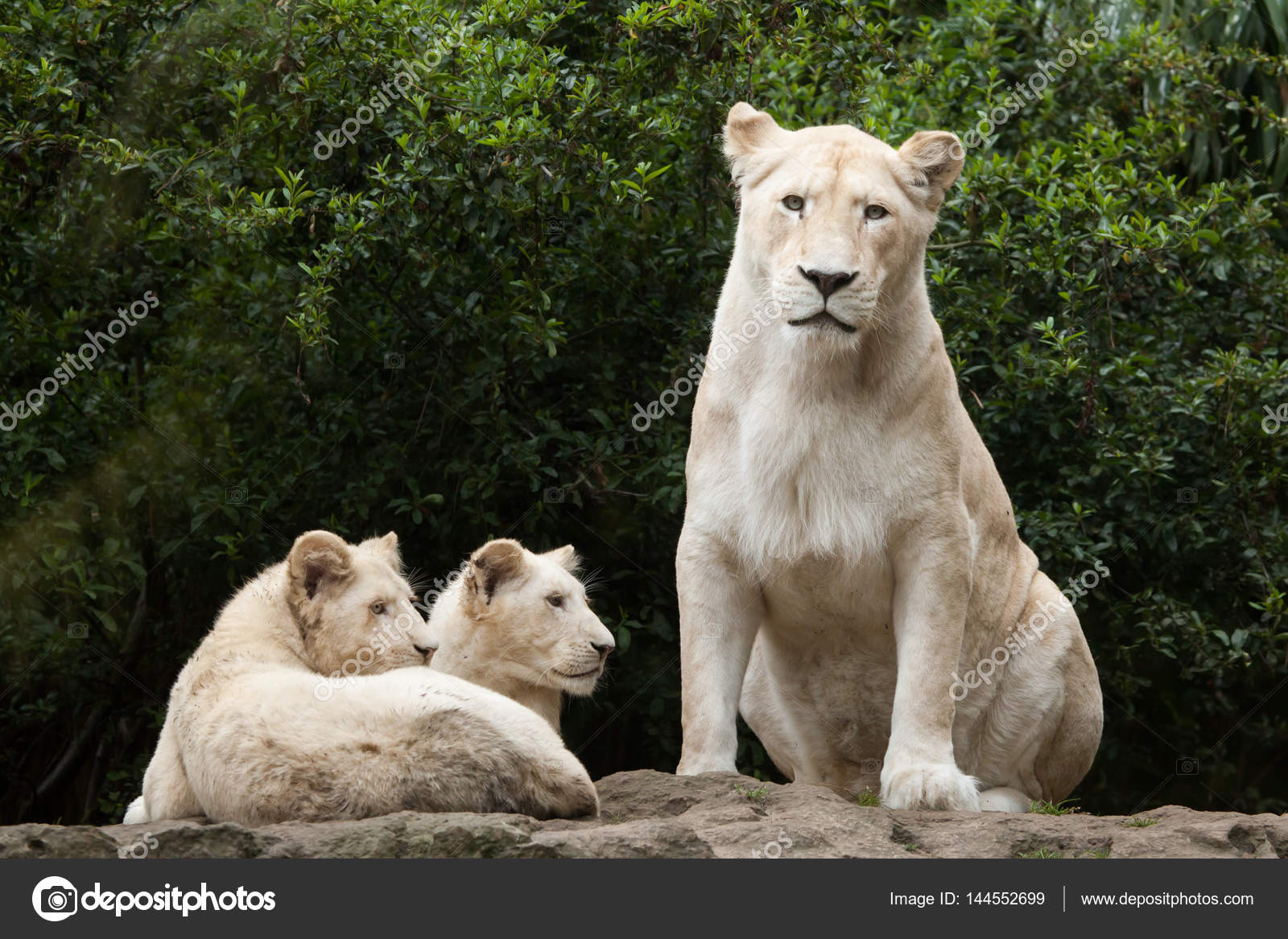 Transvaal lion stockfoto, royaltyfrie Transvaal lion bilder | DepositPhotos, image size:1600x1167