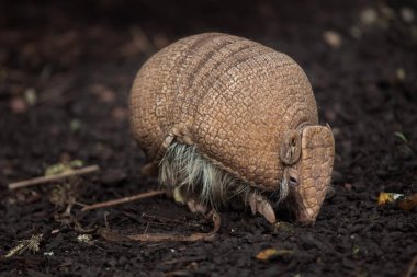 Güney üç bantlı armadillo