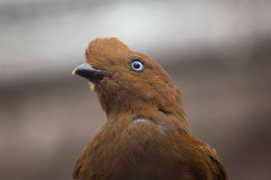 And cock-of-the-rock tunki