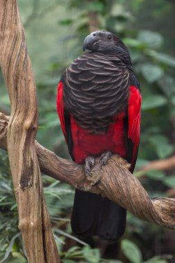 Pesquet's parrot (Psittrichas fulgidus) clipart
