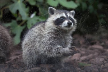 North American raccoon clipart