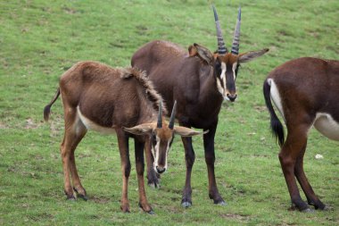 samur antilop (hippotragus Nijer)