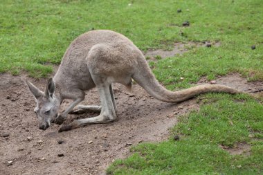 komik kırmızı kanguru 
