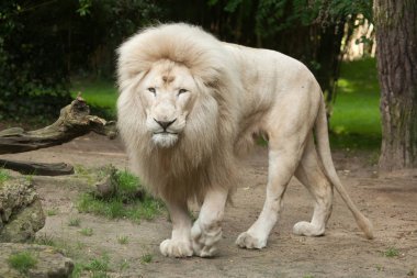 Beyaz Aslan (Panthera leo krugeri)