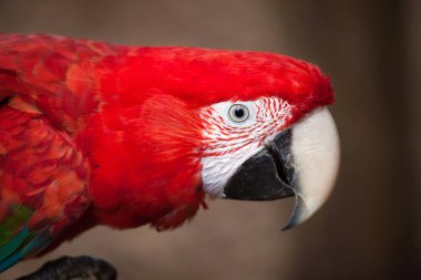 kırmızı ve yeşil papağan