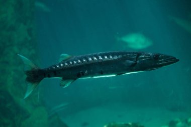 Büyük barracuda (Sphyraena barracuda)