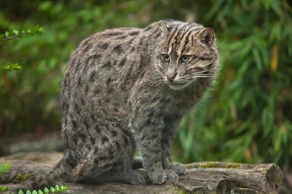 Kočka rybářská (Prionailurus viverrinus) — Stock fotografie