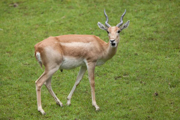 Indian blackbuck (Antilope cervicapra) — Stock Photo, Image