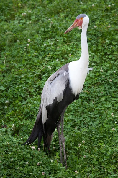 Grue branlante (Bugeranus carunculatus) ) — Photo