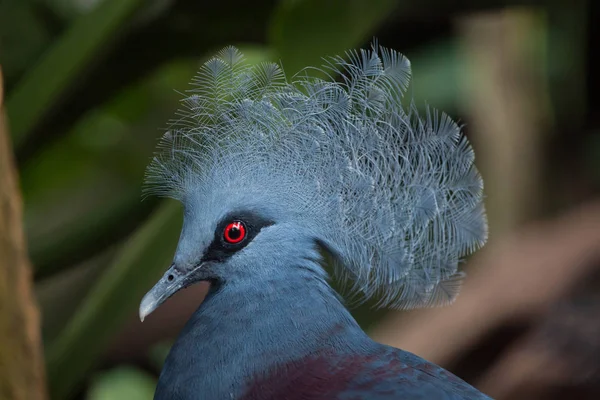 Western crowned pigeon — Stock Photo, Image