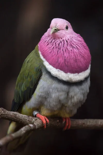 Pink-headed fruit dove — Stock Photo, Image