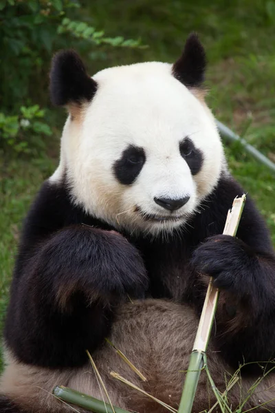 Riesenpanda (ailuropoda melanoleuca)) — Stockfoto