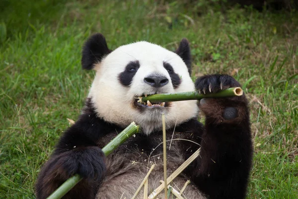 Panda gigante (Ailuropoda melanoleuca ) — Foto de Stock