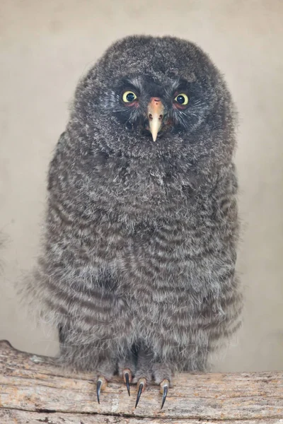 Great grey owl — Stock Photo, Image