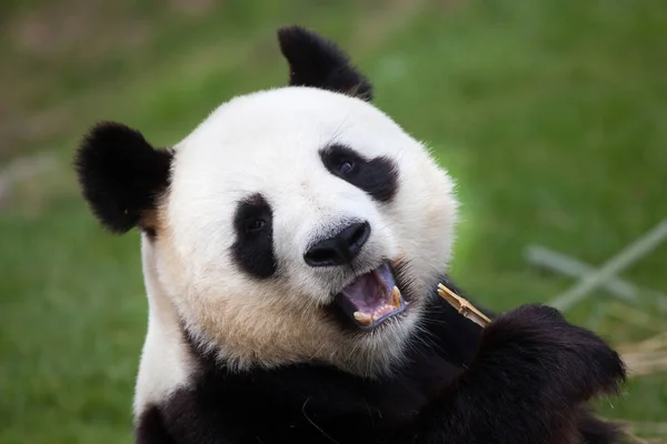 Óriás panda (Óriáspanda melanoleuca) — Stock Fotó