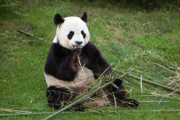Panda gigante (Ailuropoda melanoleuca ) — Fotografia de Stock