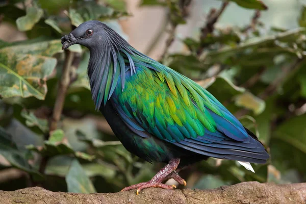 Nicobar pigeon (Caloenas nicobarica) — Stock Photo, Image