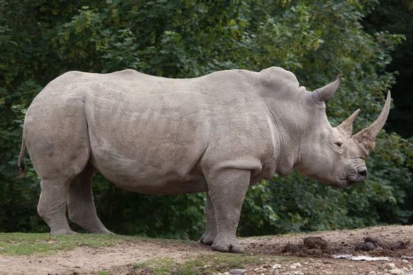 У білий носоріг — стокове фото