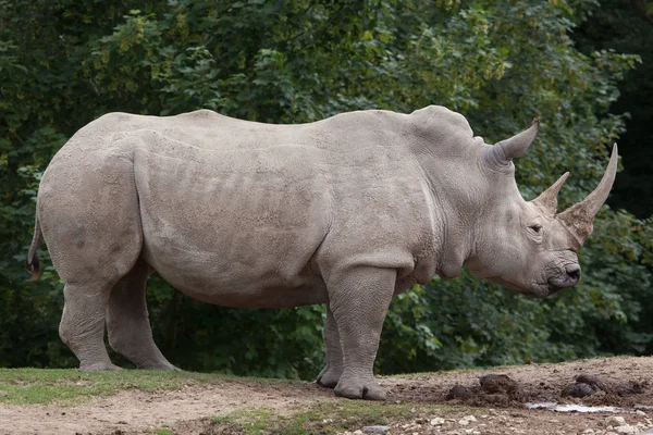 Southern white rhinoceros — Stock Photo, Image