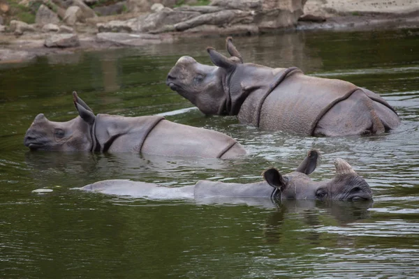 Indisk noshörning (Rhinoceros unicornis) — Stockfoto