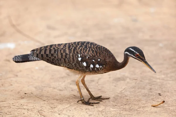 Sunbittern (Eurypyga helias) — Zdjęcie stockowe