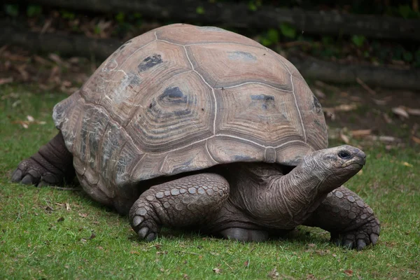 Aldabra-Riesenschildkröte — Stockfoto