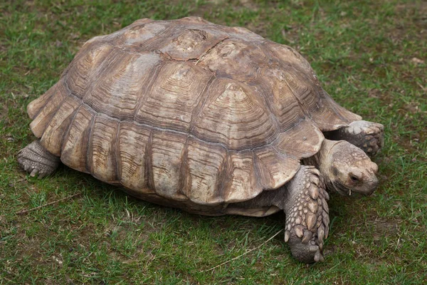 Broască țestoasă africană — Fotografie, imagine de stoc