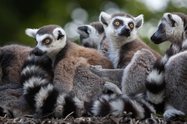 Divertido lémures de cola anillada — Foto de Stock