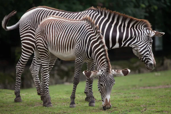 Zebras de Grevy (Equus grevyi ) — Fotografia de Stock